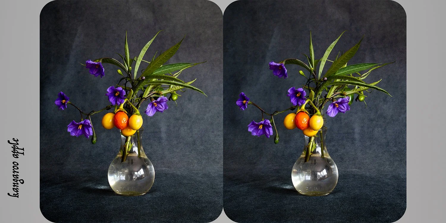   Solanum laciniatum (kangaroo apple) , from the exhibition  Nature as Artifice   Archival pigment print, 9 × 18cm 