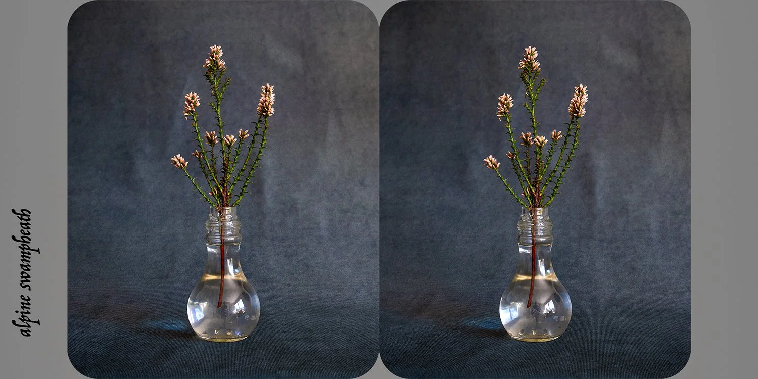   Sprengelia incarnata (alpine swampheath) , from the exhibition  Nature as Artifice   Archival pigment print, 9 × 18cm 