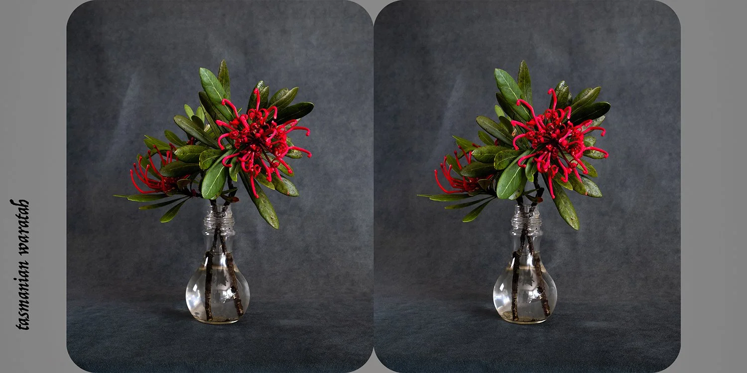  Telopea truncata (tasmanian waratah) , from the exhibition  Nature as Artifice   Archival pigment print, 9 × 18cm 