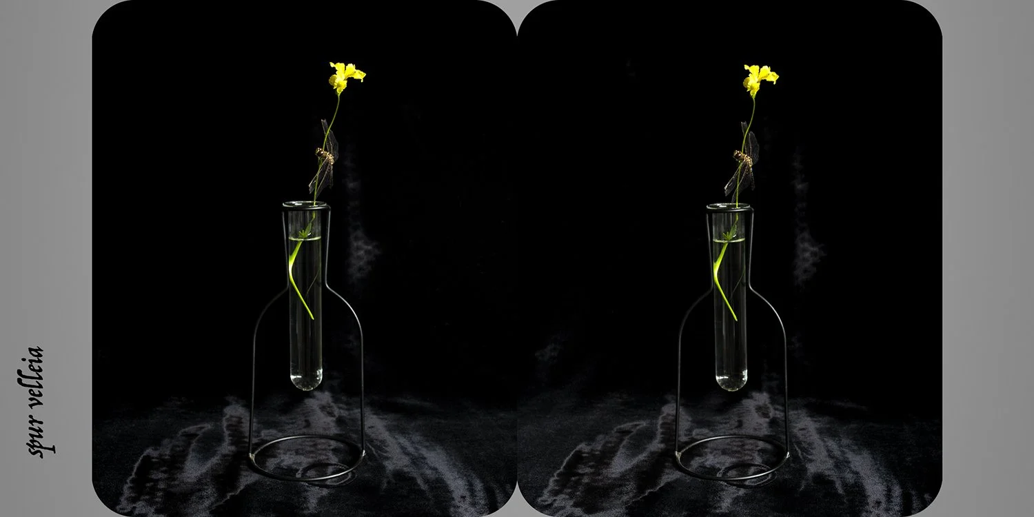   Velleia paradoxa (spur velleia) , from the exhibition  Nature as Artifice   Archival pigment print, 9 × 18cm 