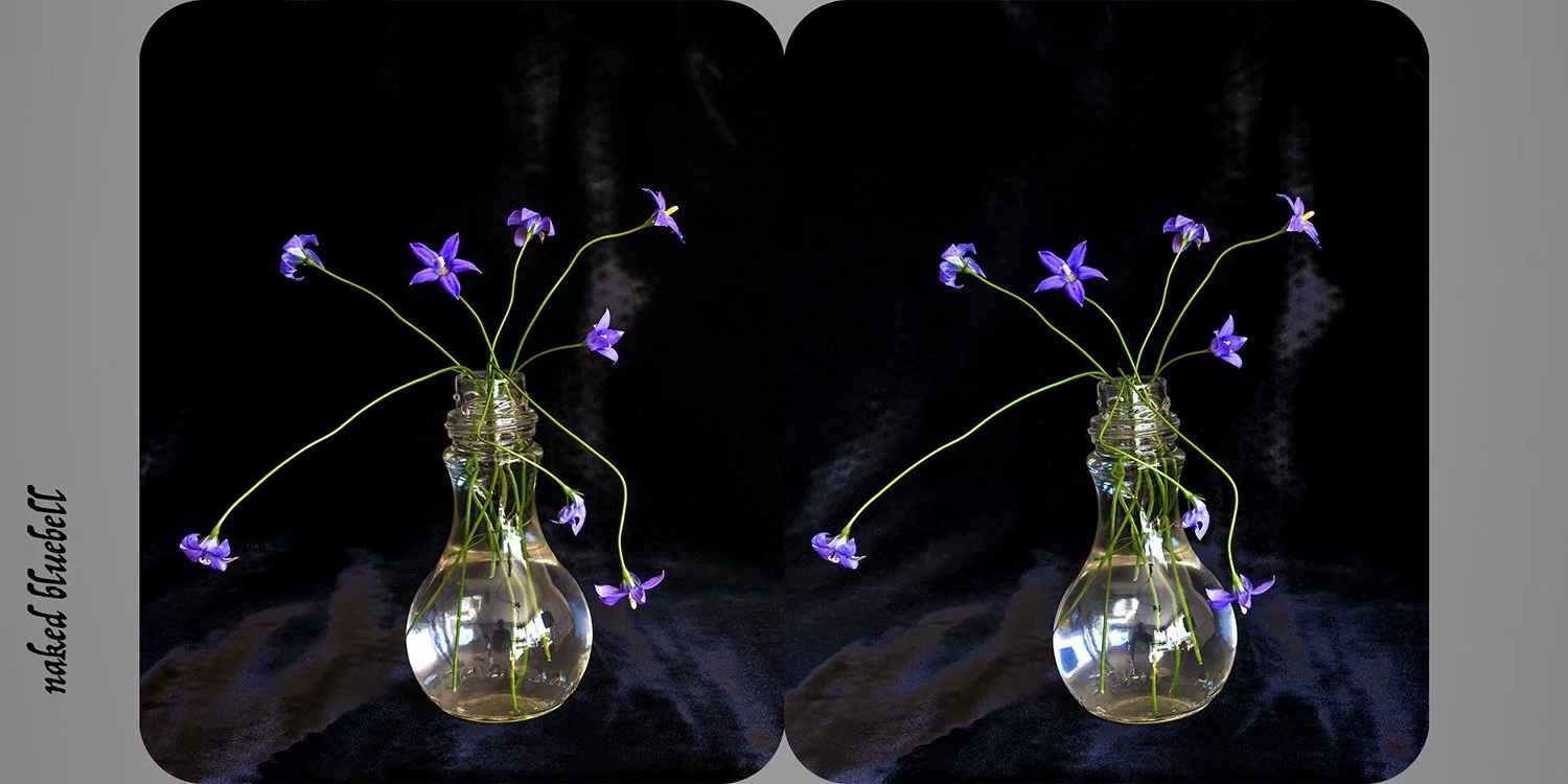   Wahlenbergia gymnoclada (naked bluebell) , from the exhibition  Nature as Artifice   Archival pigment print, 9 × 18cm 