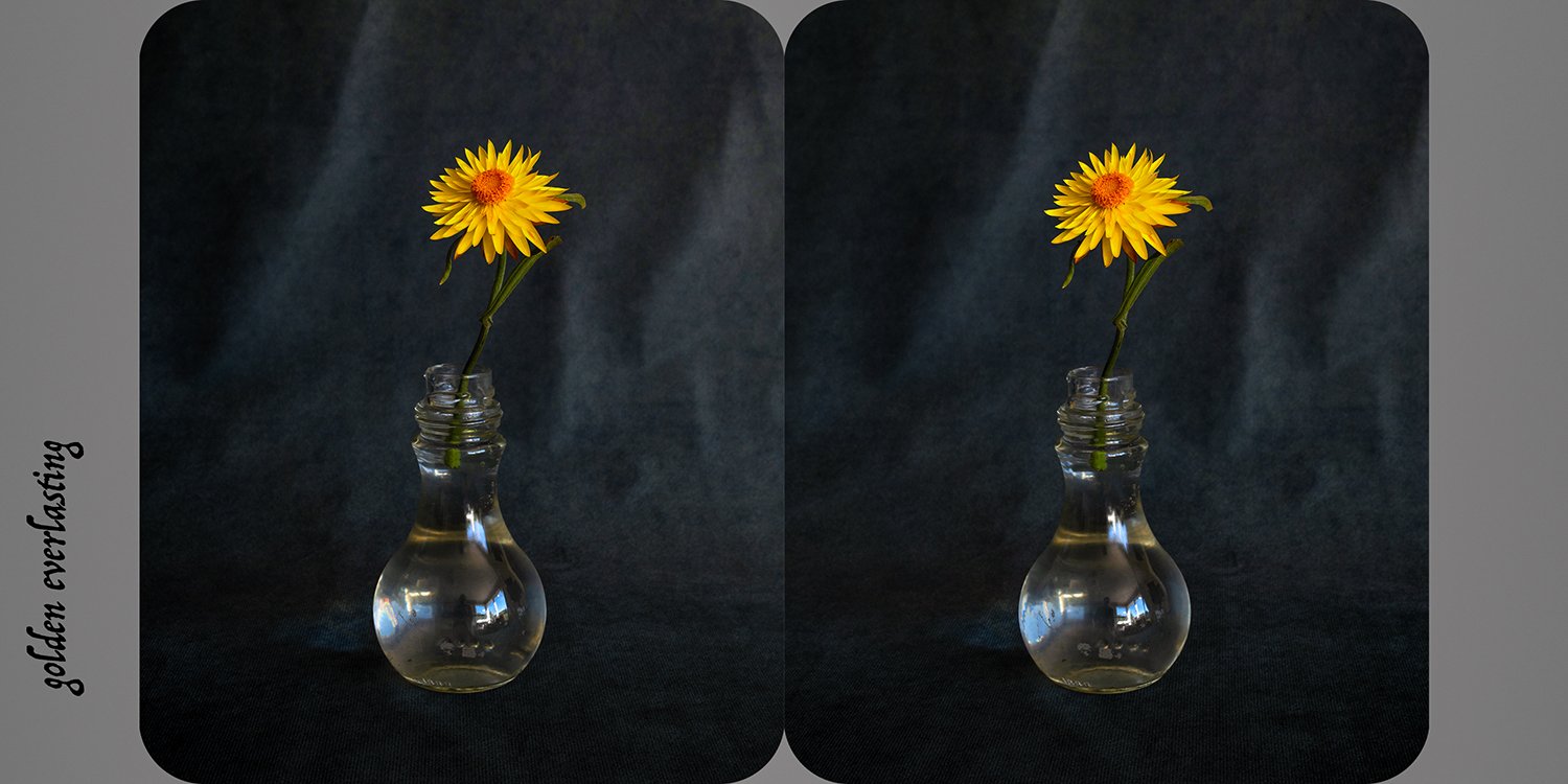   Xerochrysum bracteatum (golden everlasting) , from the exhibition  Nature as Artifice   Archival pigment print, 9 × 18cm 