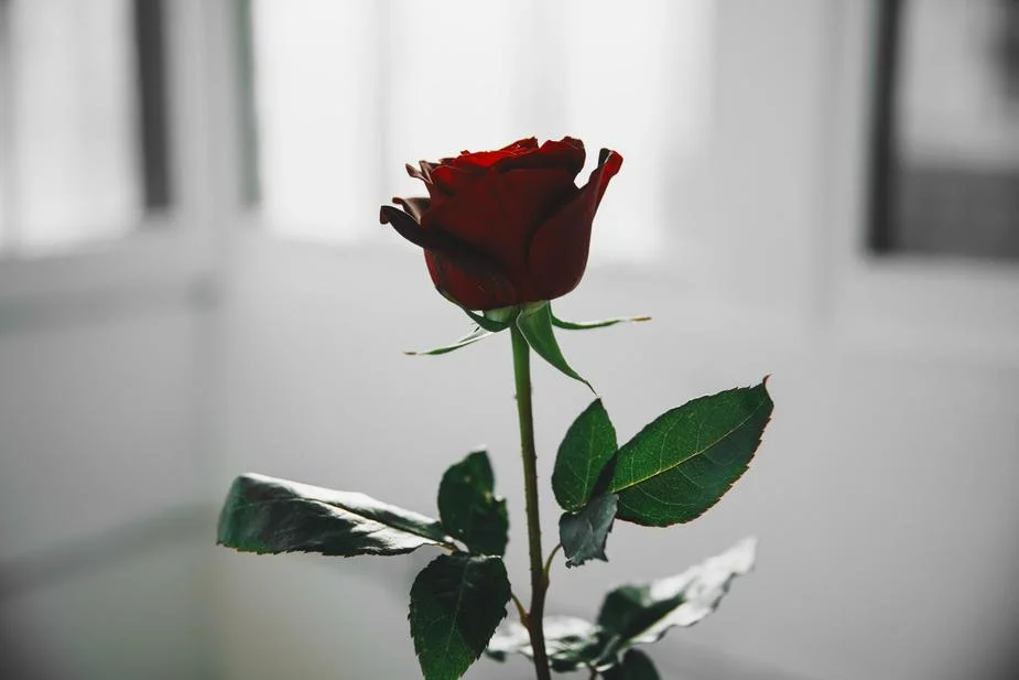 single-red-rose-in-white-light_925x.jpg
