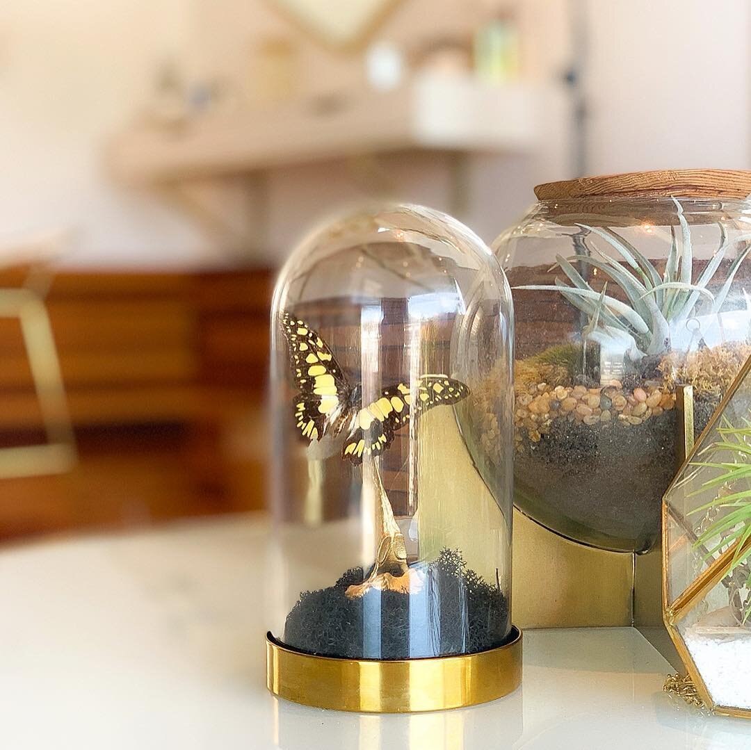 I LOVE the new addition of this beautiful encased swordtail butterfly done by @preyandprofit for the lobby space. She is perfect here! .
.
.
.
.
.
#permanentmakeupstudio #cosmetictattoo #microblading #ombrebrows #permamentmakeup #browstudio #modernde
