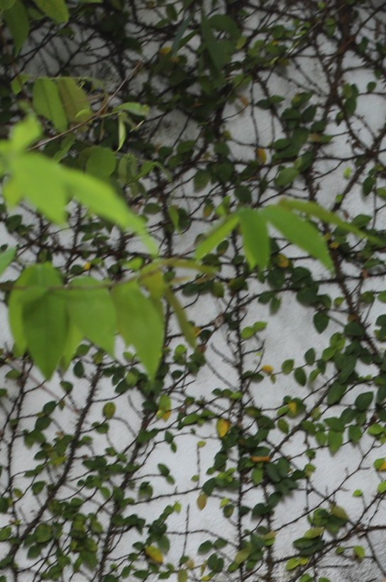 Vines.jpg