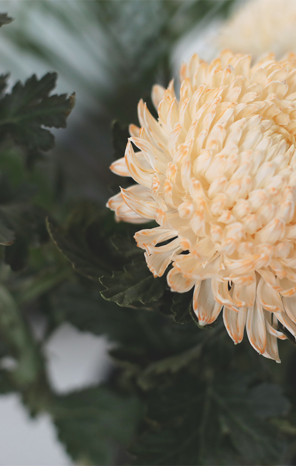 FlowerCloseup.jpg
