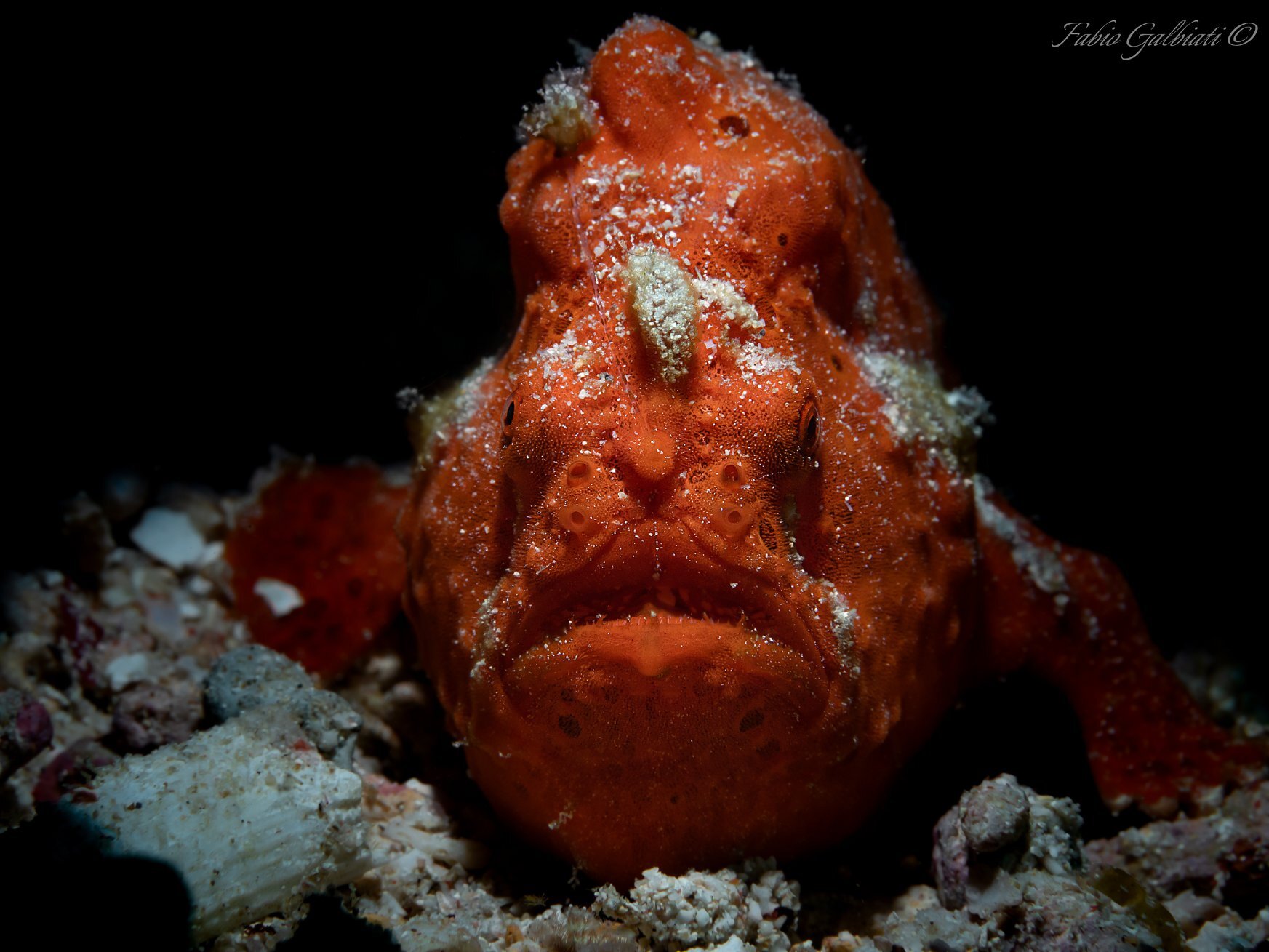 frog fish.jpg