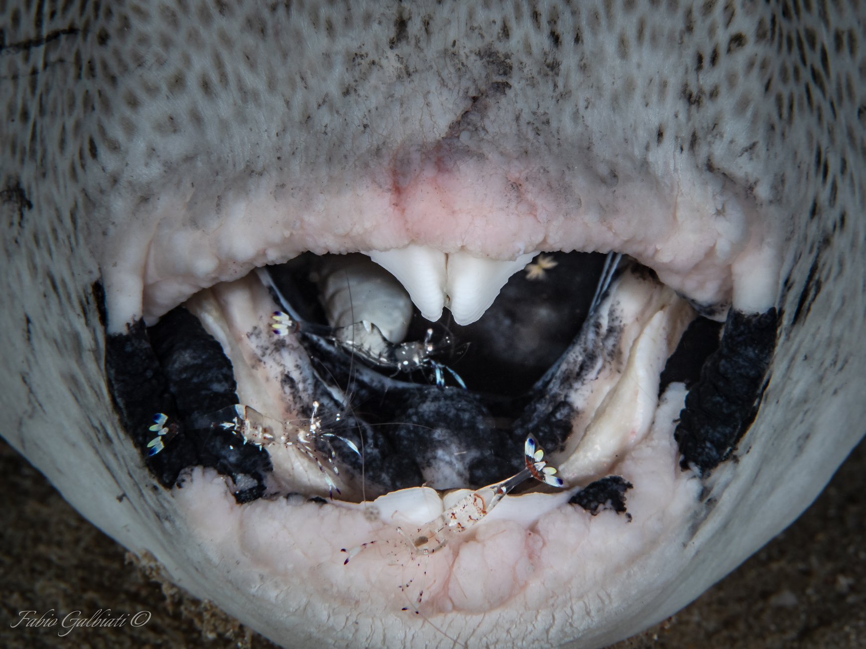 puffer fish mouth.jpg