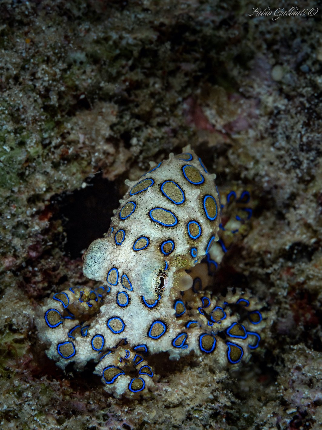Blue Ring Indonesia_CoralEye.jpg