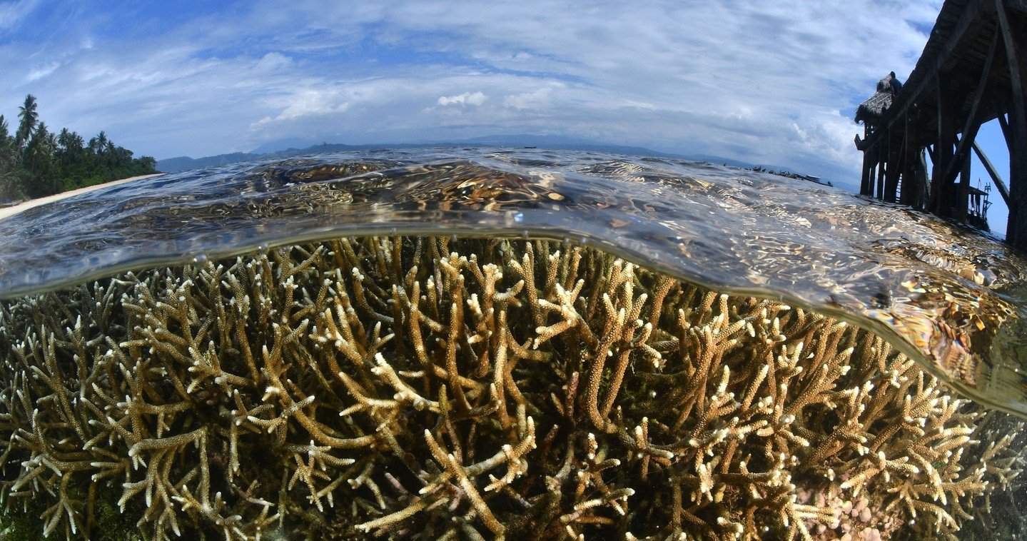 When a fish-eye lens captures coral, does that make it a coral eye?😅⁠
⁠
⁠