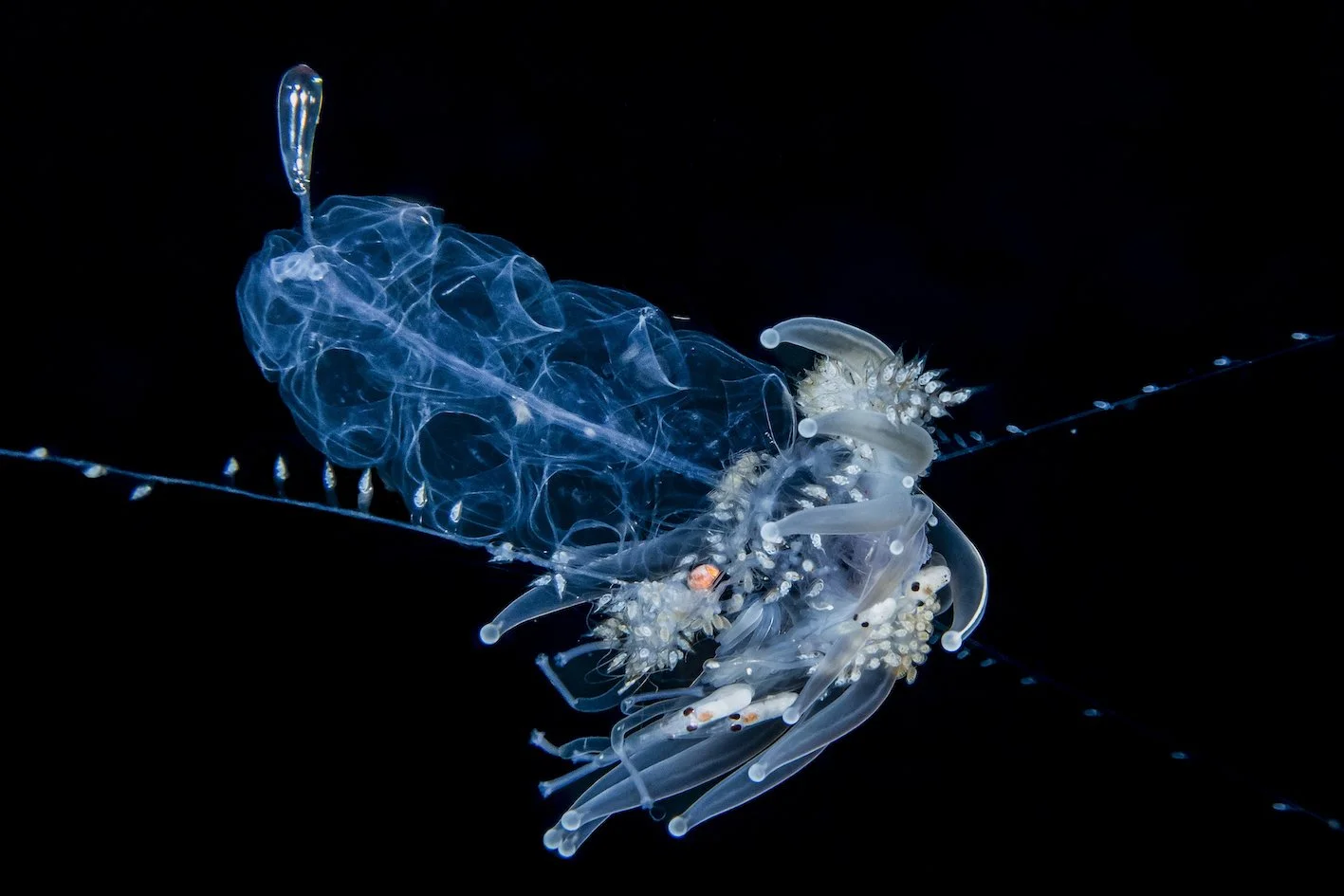 Jürgen Lorösch_Siphonophore - Forskalia sp..jpg