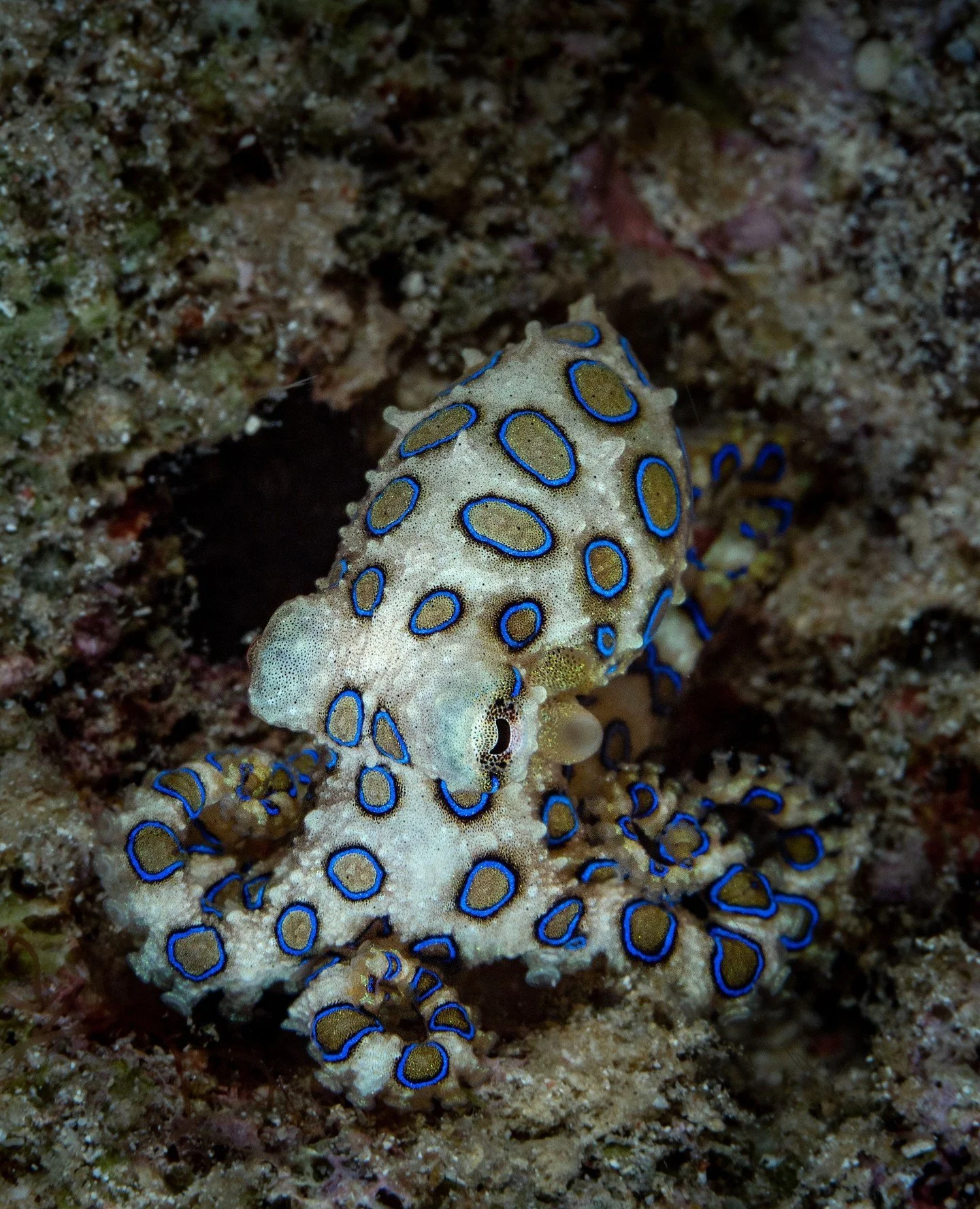 It&rsquo;s World Octopus Day!🐙 ⁠
From their amazing camouflage to their brilliant problem-solving skills, octopuses remind us just how magical the ocean really is!⁠
⁠
#Coraleye #northsulawesi #bangkaisland #dive #scuba #islandlife #adventure #travel
