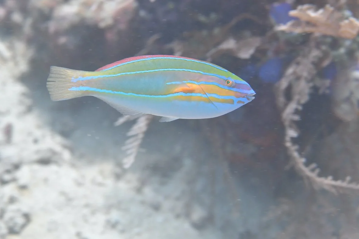 Labridae_Stethojulis_trilineata_B_ok_ad_ty_zz_MaPar_IDN-Bangka-BBK_2025-03-29_11-40-32_dive_N-D500_MWB_KenF2_MAD_6274.JPG
