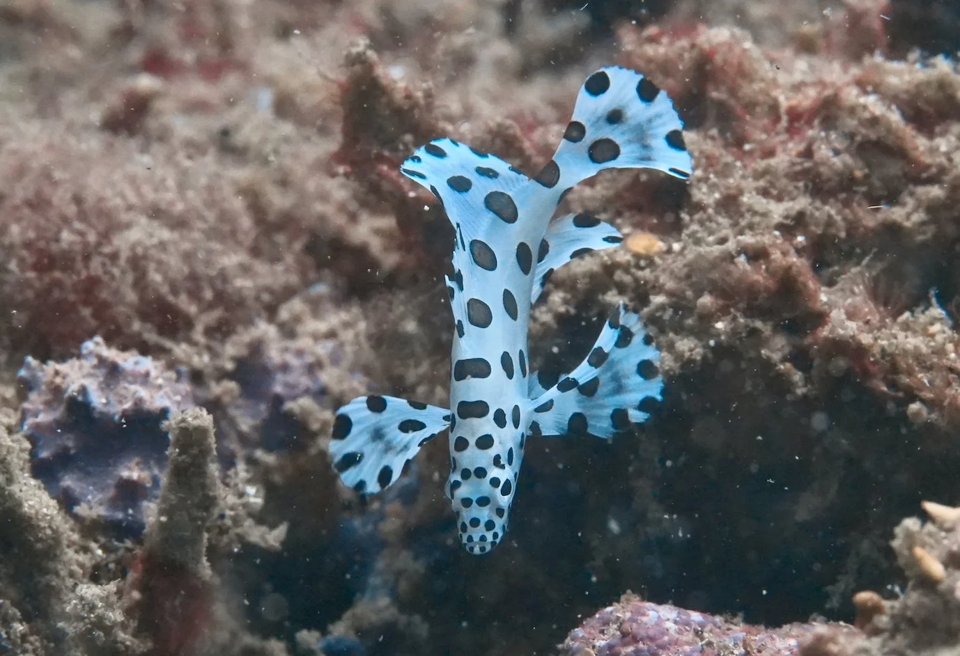 Epinephelidae_Chromileptes_altivelis