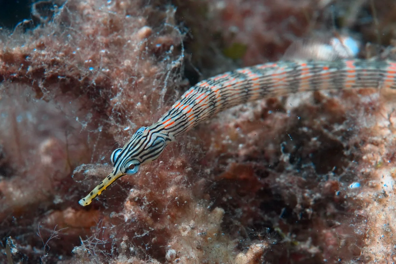 Syngnathidae_Corythoichthys_haematopterus