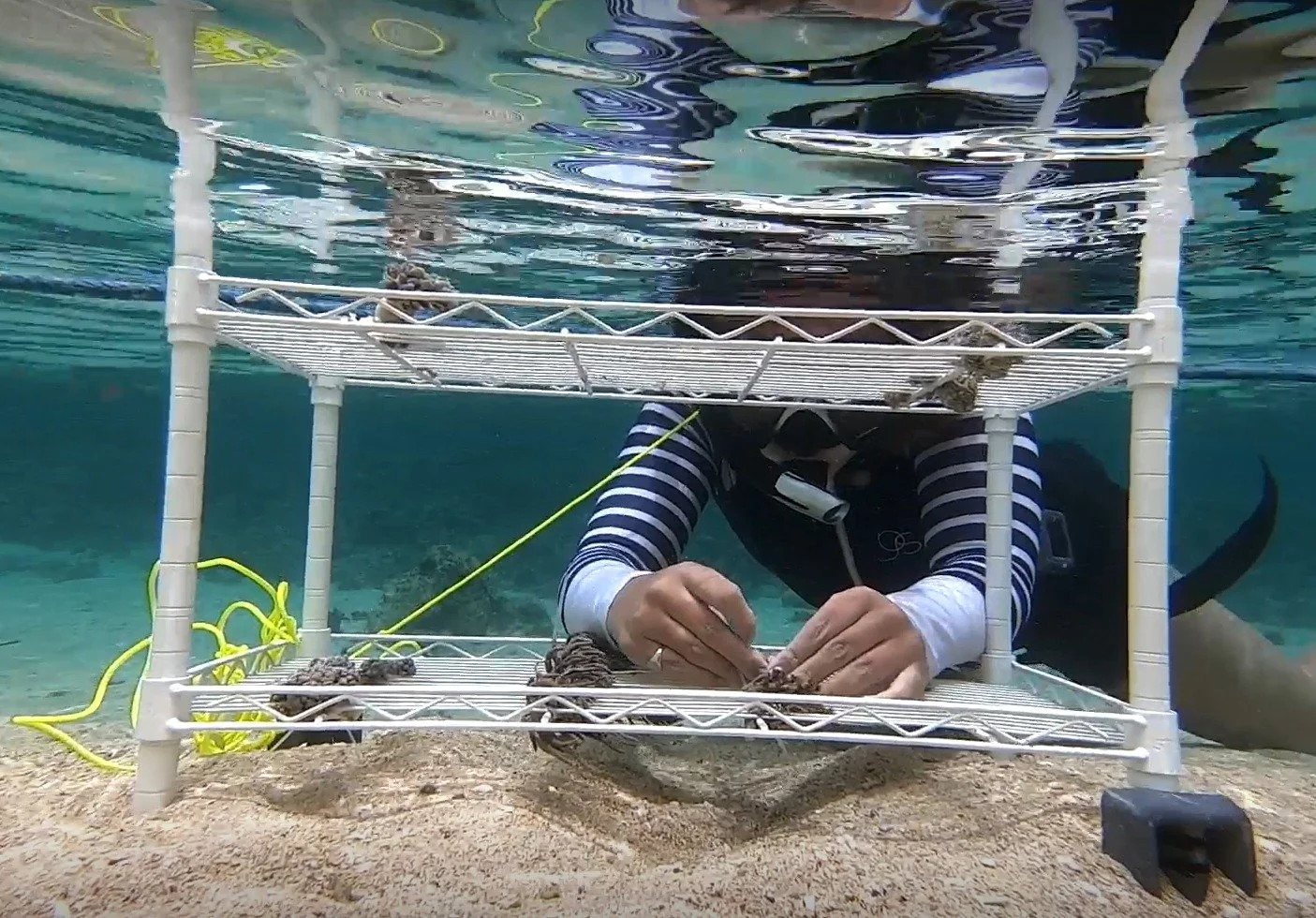 Attaching soft coral framents to experiment frames