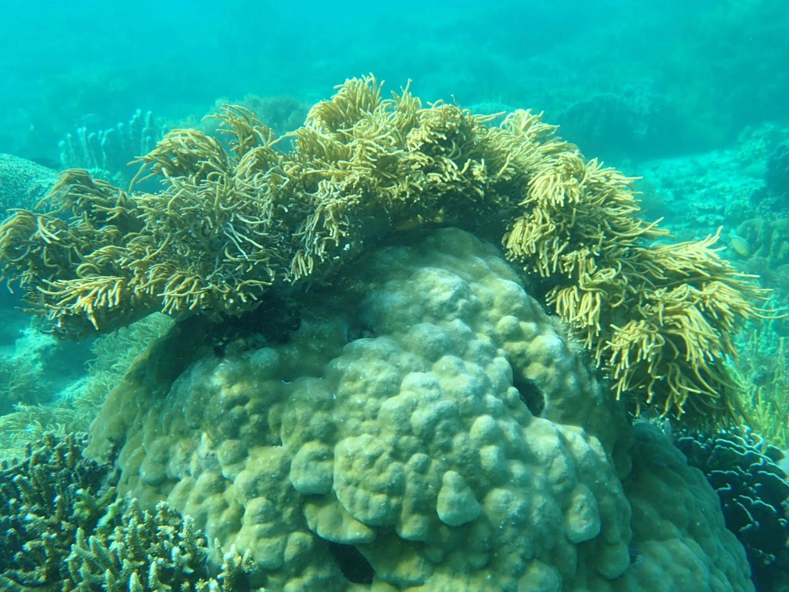 Soft Coral Dominated Reefs