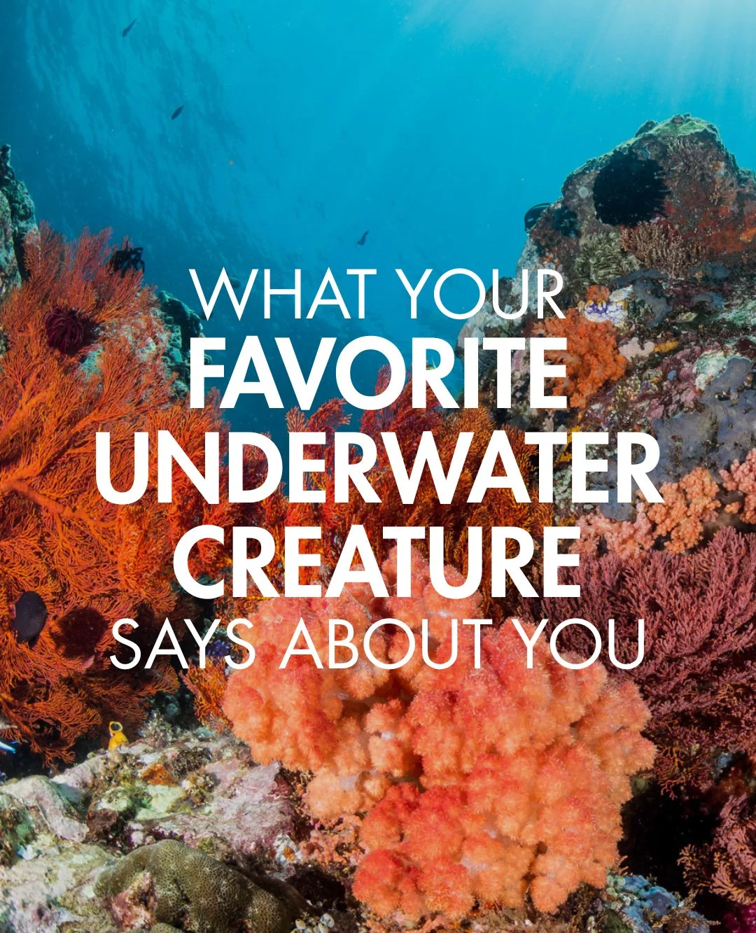 Pick your ocean twin!⁠
Your choice might reveal your sea soul 🐚✨⁠
⁠
#Coraleye #northsulawesi #bangkaisland #dive #scuba #islandlife #adventure #travel #divetravel #paradise