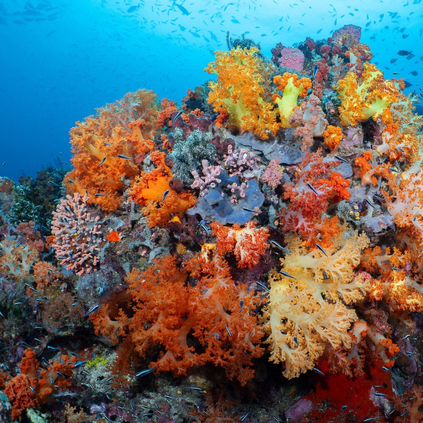 Coral Eye&rsquo;s reefs are a living gallery of corals that keep the ocean breathing🪸⁠
⁠
Breathtaking shots by @subculture_travel 📸⁠
⁠
#Coraleye #northsulawesi #bangkaisland #dive #scuba #islandlife #adventure #travel #divetravel #paradise