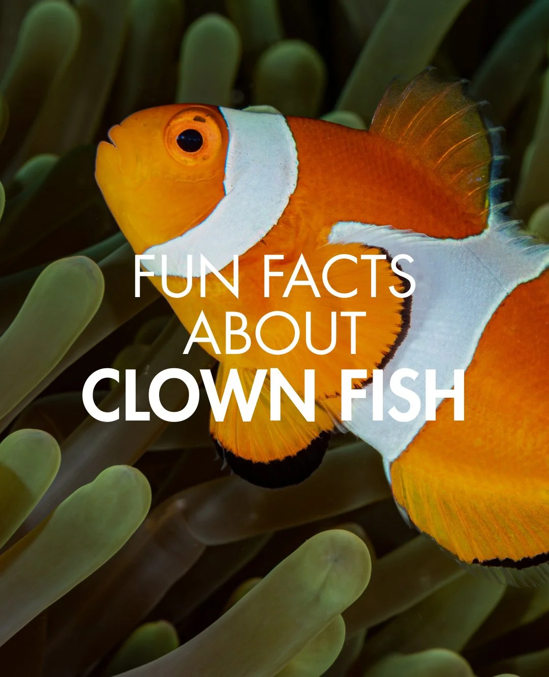 If you love clownfish, this one&rsquo;s for you 🧡⁠
Swipe to discover what makes these reef favorites so fascinating!⁠
⁠
#Coraleye #northsulawesi #bangkaisland #dive #scuba #islandlife #adventure #travel #divetravel #paradise