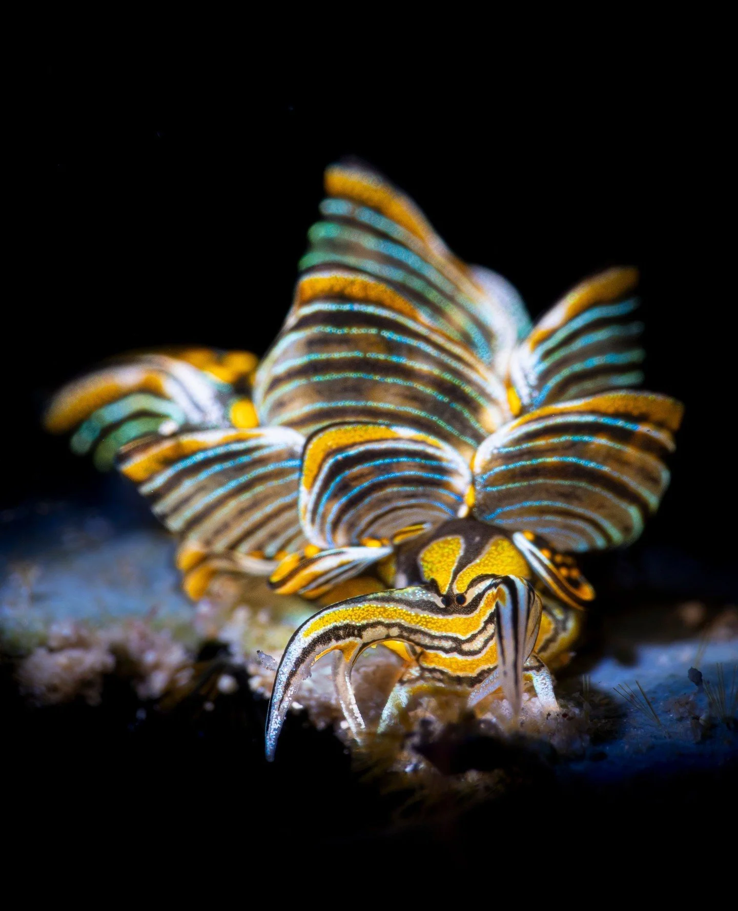 Underwater at Coral Eye...the calmest, dreamiest world you&rsquo;ll ever visit ✨⁠
Through @subculture_travel lens 📷️⁠
⁠
#Coraleye #northsulawesi #bangkaisland #dive #scuba #islandlife #adventure #travel #divetravel #paradise