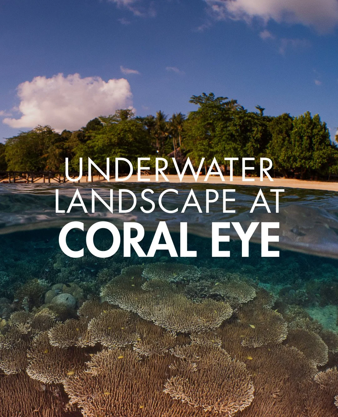 The underwater scenery here doesn&rsquo;t just impress...it pulls you in!⁠
⁠
#Coraleye #northsulawesi #bangkaisland #dive #scuba #islandlife #adventure #travel #divetravel #paradise