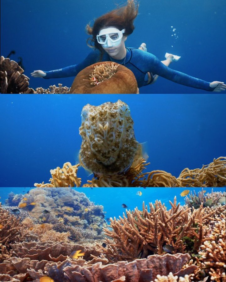 From bright reef fish to hidden macro treasures, Coral Eye is full of life!
Swipe to explore ➡️🐠✨