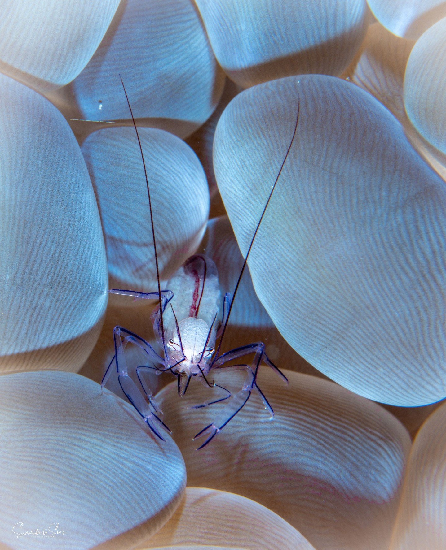 Meet the Bubble Coral Shrimp 🦐🫧⁠
A tiny reef &ldquo;cleaner&rdquo; that lives tucked inside bubble coral for protection. It helps remove parasites and debris from visiting fish, turning this coral into a little underwater spa🪸⁠
Small, shy, and ser