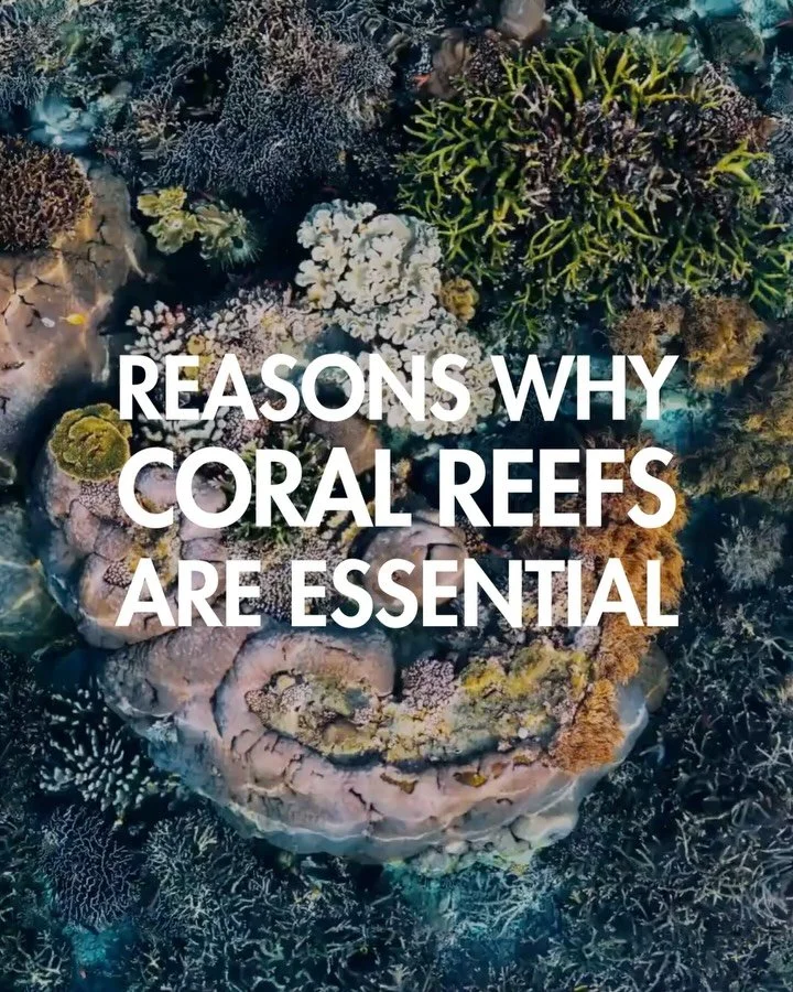 Let&rsquo;s explore with care and protect what we love 🩵⁠
⁠
#Coraleye #northsulawesi #bangkaisland #coralreef