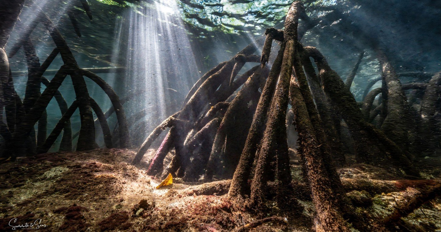 Into the green silence 🌿 ⁠
Mangroves: quiet, vital, alive. A spectacular world hidden beneath...⁠
⁠
📸 Credits to @summitstoseas for this exceptional shots ⁠
⁠
#Coraleye #northsulawesi #bangkaisland #dive #scuba #islandlife #adventure #travel #divet