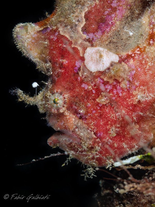 Coral_Eye_Frog Fish_Fabio Galbiati_5.jpg