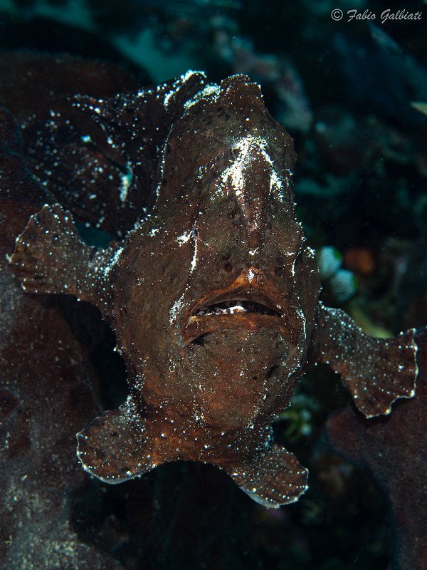 Coral_Eye_Frog Fish_Fabio Galbiati_9.jpg