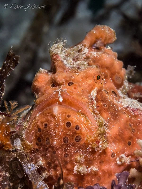 Coral_Eye_Frog Fish_Fabio Galbiati_8.jpg