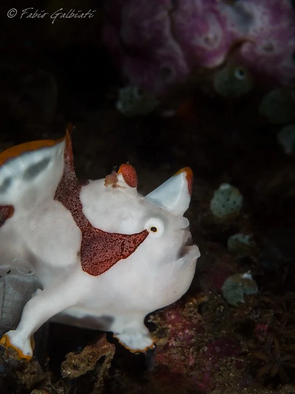 Coral_Eye_Frog Fish_Fabio Galbiati_3.jpg