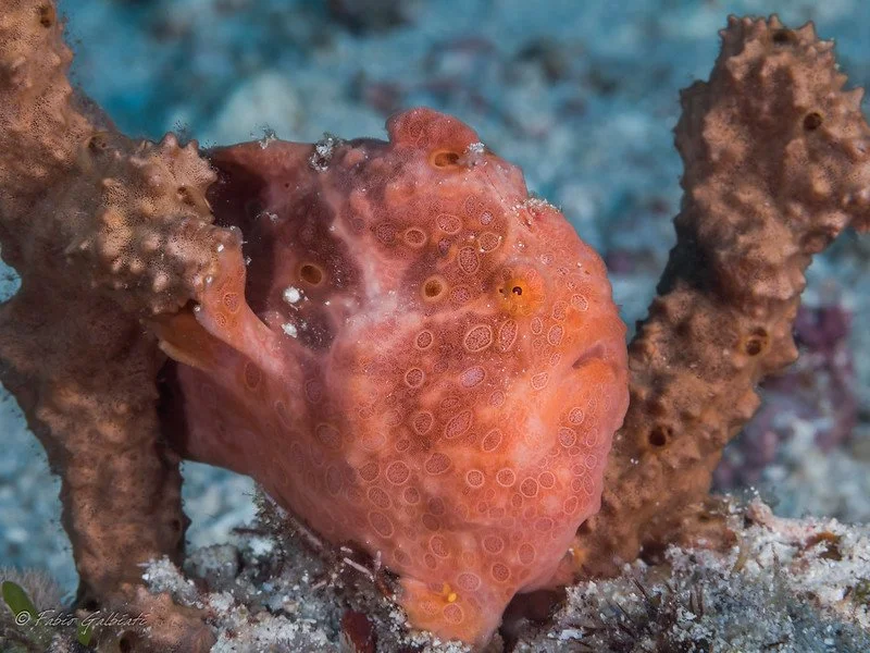 Coral_Eye_Frog Fish_Fabio Galbiati_6.jpg