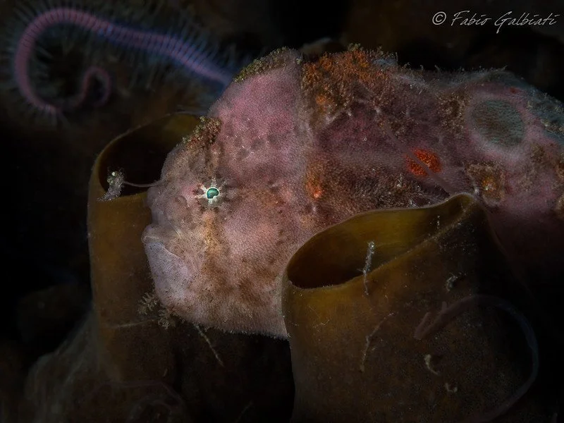 Coral_Eye_Frog Fish_Fabio Galbiati_4.jpg
