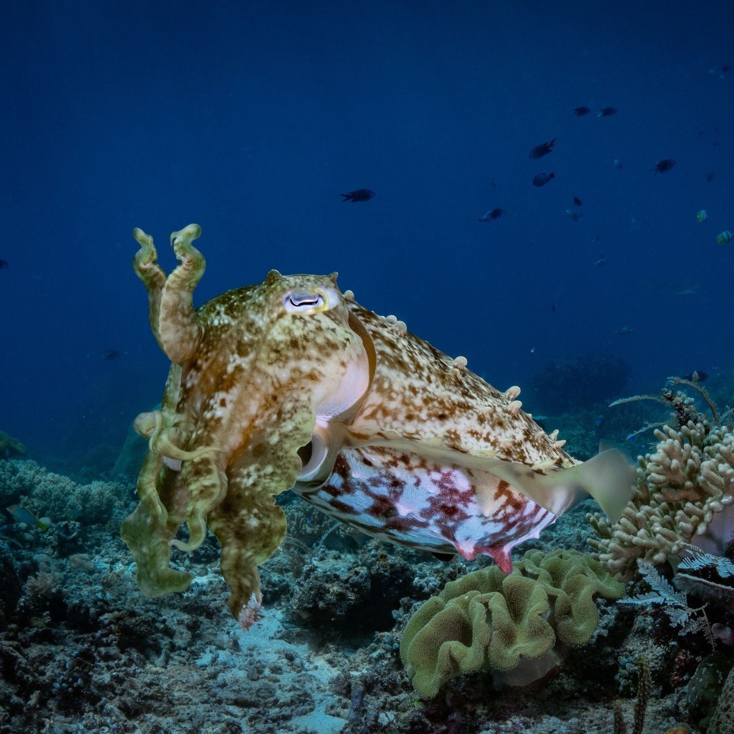 It's fun fact o&rsquo;clock!⁠
Did you know cuttlefish have three hearts, can change color in an instant, and can squirt ink to escape predators? 🦑⁠
Nature&rsquo;s little masters of disguise are full of surprises!⁠
⁠
Beautiful underwater shot by @sum