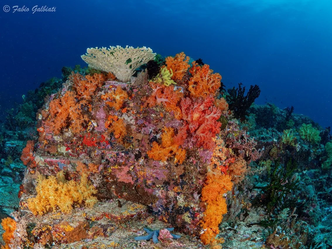 Coral Eye Diving coral .jpg