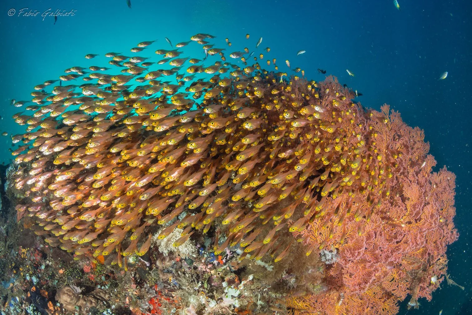Coral Eye Diving Reef Fish Sahaung.JPG