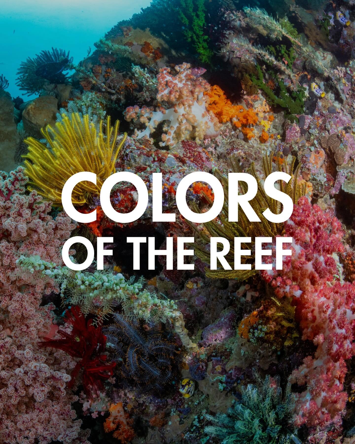 A little color therapy from the reef🪸
What&rsquo;s your favorite color to spot underwater?🎨

Credits to @summitstoseas 📸