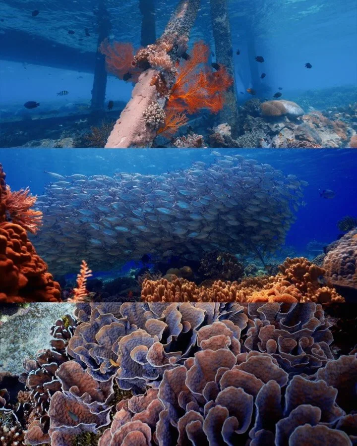 Just a few steps from shore&hellip; and you&rsquo;re in🌊
The house reef at Coral Eye is full of color, movement, and life🪸
From coral gardens to tiny macro surprises, every swim reveals something new✨

#Coraleye#northsulawesi#paradise#housereef