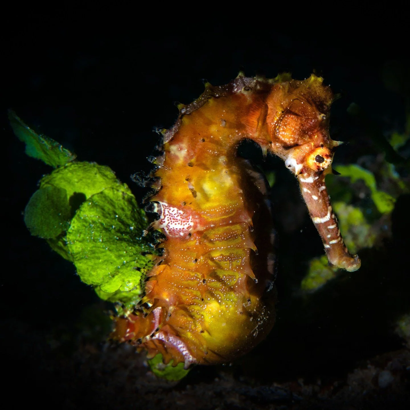 The real magic? It&rsquo;s in the details🔍⁠
Macro at Coral Eye shows you a whole different side of the reef!⁠
⁠
Amazing shots by the one and only @summitstoseas✨️⁠
⁠
#Coraleye #northsulawesi #bangkaisland #dive #scuba #islandlife #adventure #travel 