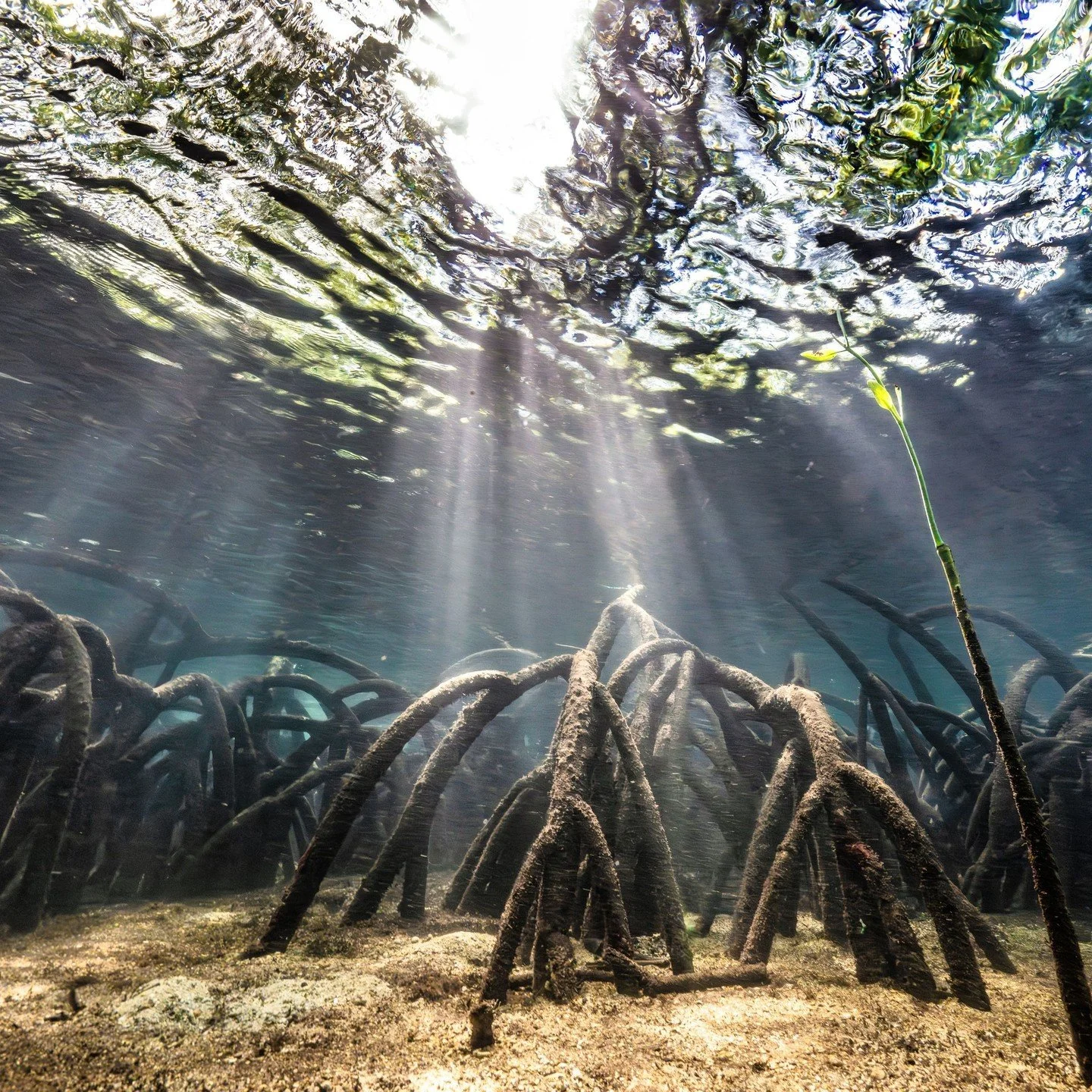 Beneath the surface, the mangroves tell a different story...🌿⁠
Proof that some of the most important ecosystems are the ones you don&rsquo;t always see🫶⁠
⁠
Beautifully shot by @summitstoseas 📸⁠
⁠
#Coraleye #northsulawesi #bangkaisland #dive #scuba