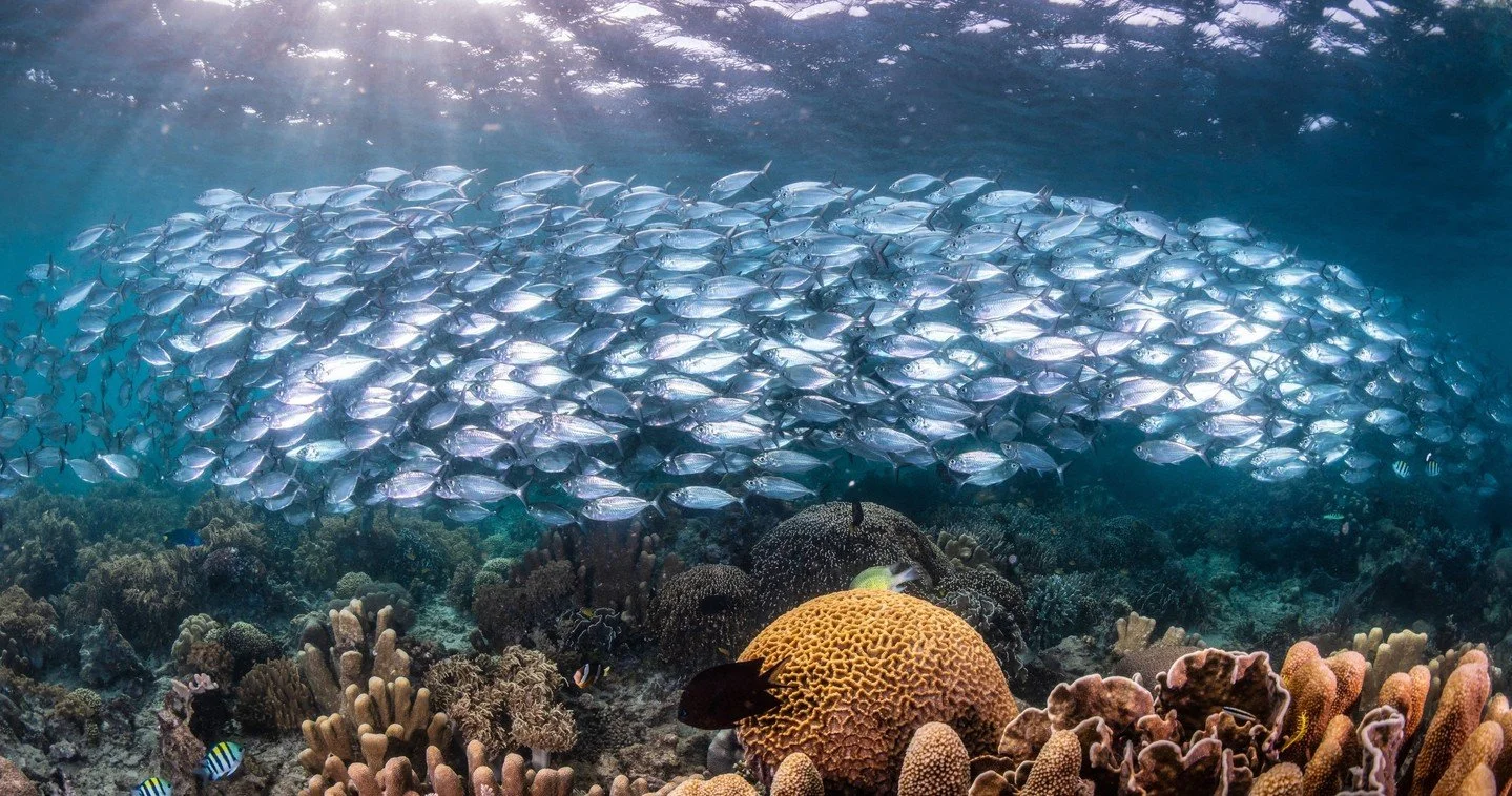 Just a few fin kicks from shore, and a whole different world begins 🪸⁠
⁠
#Coraleye #northsulawesi #bangkaisland #dive #scuba #islandlife #adventure #travel #divetravel #paradise