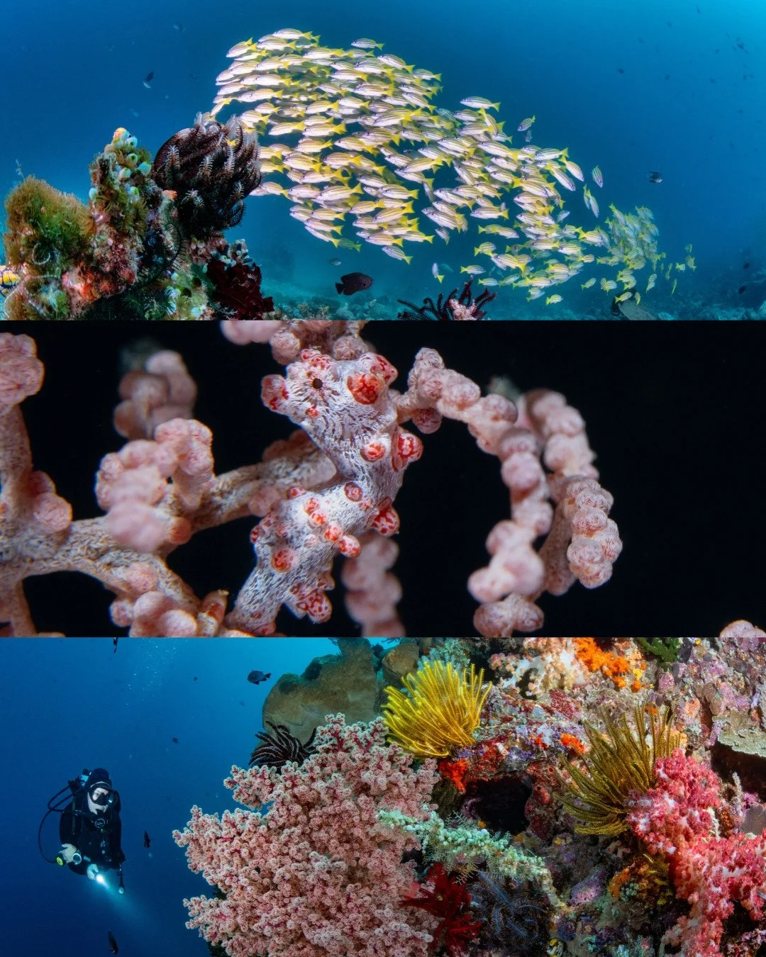 The underwater life at Bangka doesn't ask you to choose a favourite, it just keeps showing you something new each dive!⁠
📍 Coral Eye, Bangka Island ⁠
⁠
📸: @summitstoseas⁠
⁠
 #CoralEye #CoralTriangle #DiveTravel #UnderwaterPhotography #MarineOutpost