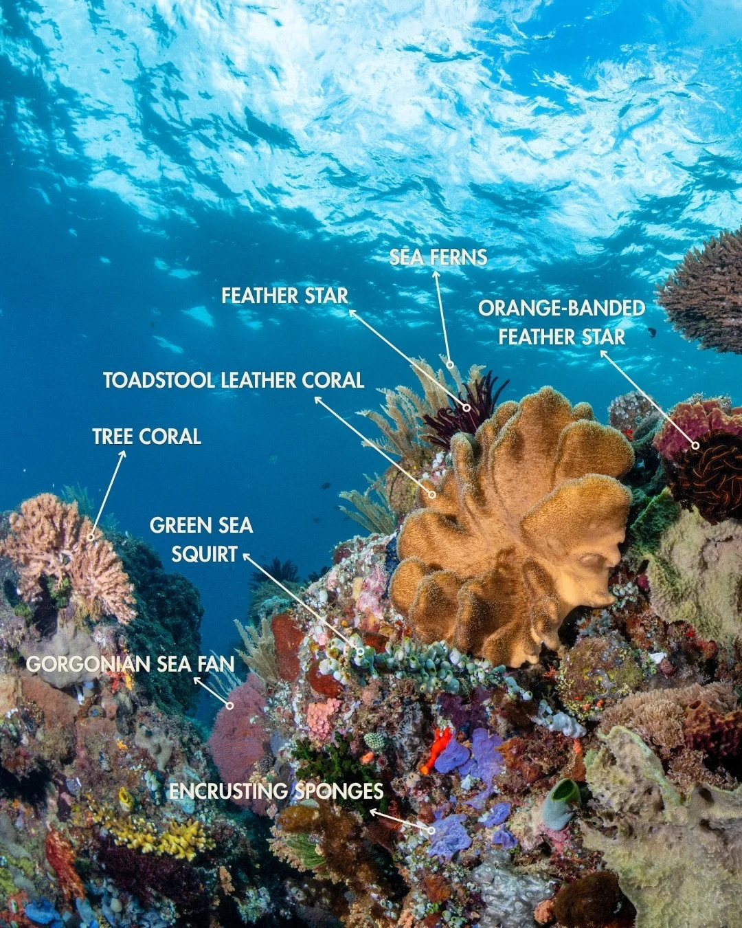 One frame. Dozens of lives 🪸⁠
On World Biodiversity Day, this image from Coral Eye is a reminder of how rich and fragile our reefs are. The more we understand them, the better we can protect them.⁠
⁠
📸 @summitstoseas⁠