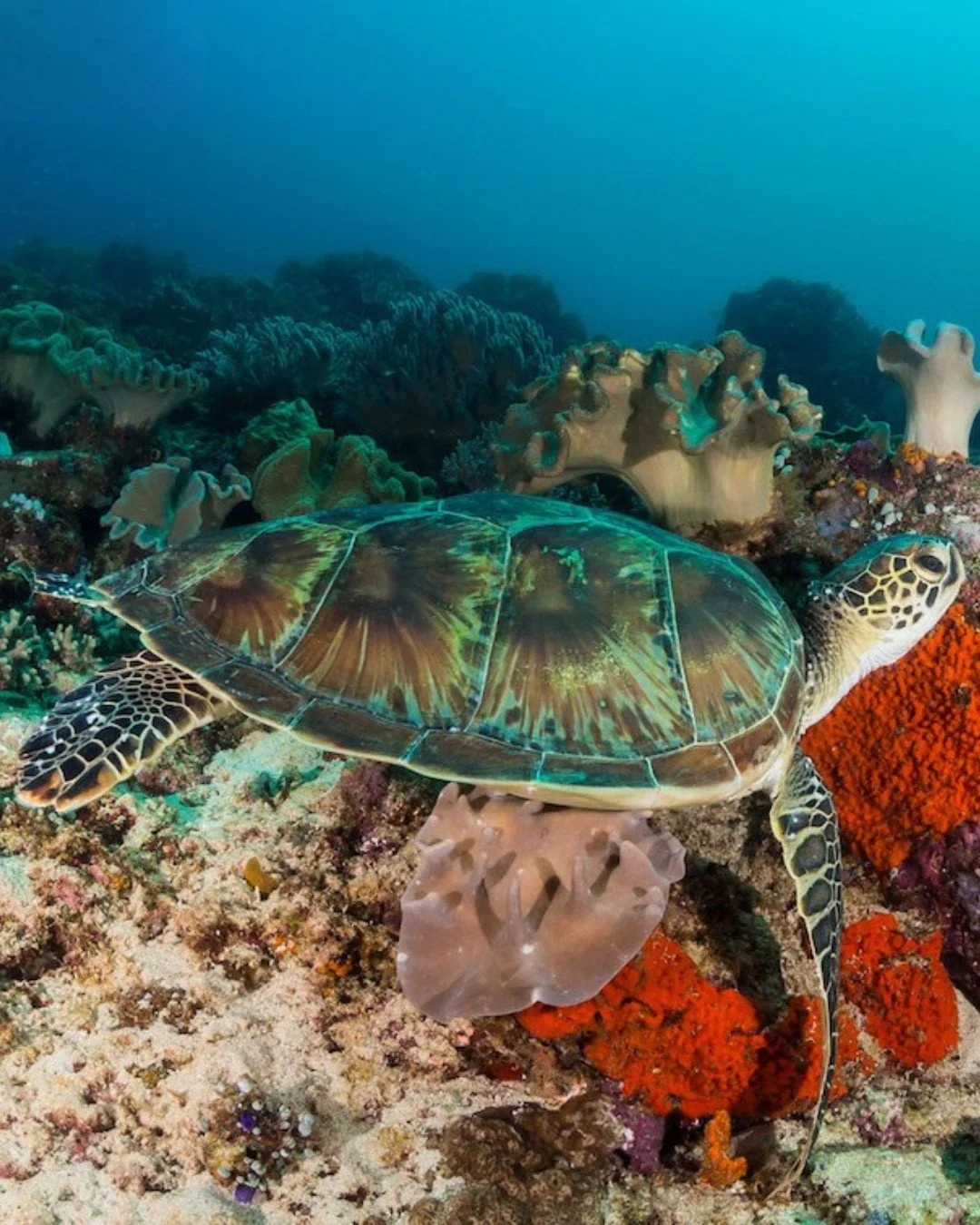 A quiet moment with one of the reef&rsquo;s oldest residents 🐢⁠
Celebrating World Turtle Day at Coral Eye 🌊⁠
⁠
📸 Fabio Galbiati