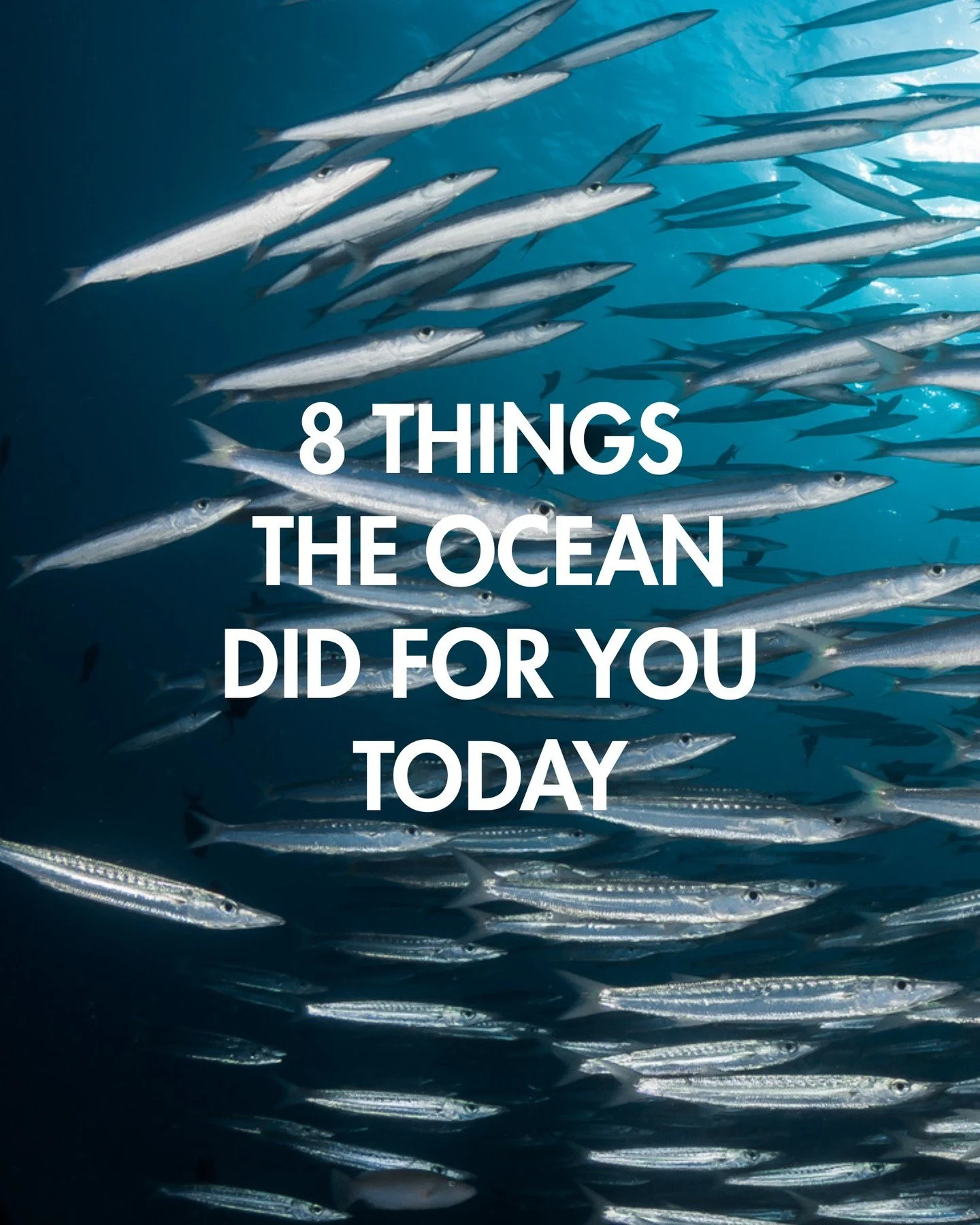 This World Ocean Day, take a moment to appreciate everything the ocean gives us and think about what we can give back.⁠
⁠
Happy World Ocean Day from all of us at Coral Eye 💙⁠
⁠
#WorldOceanDay #CoralEye #OceanConservation #LoveTheOcean