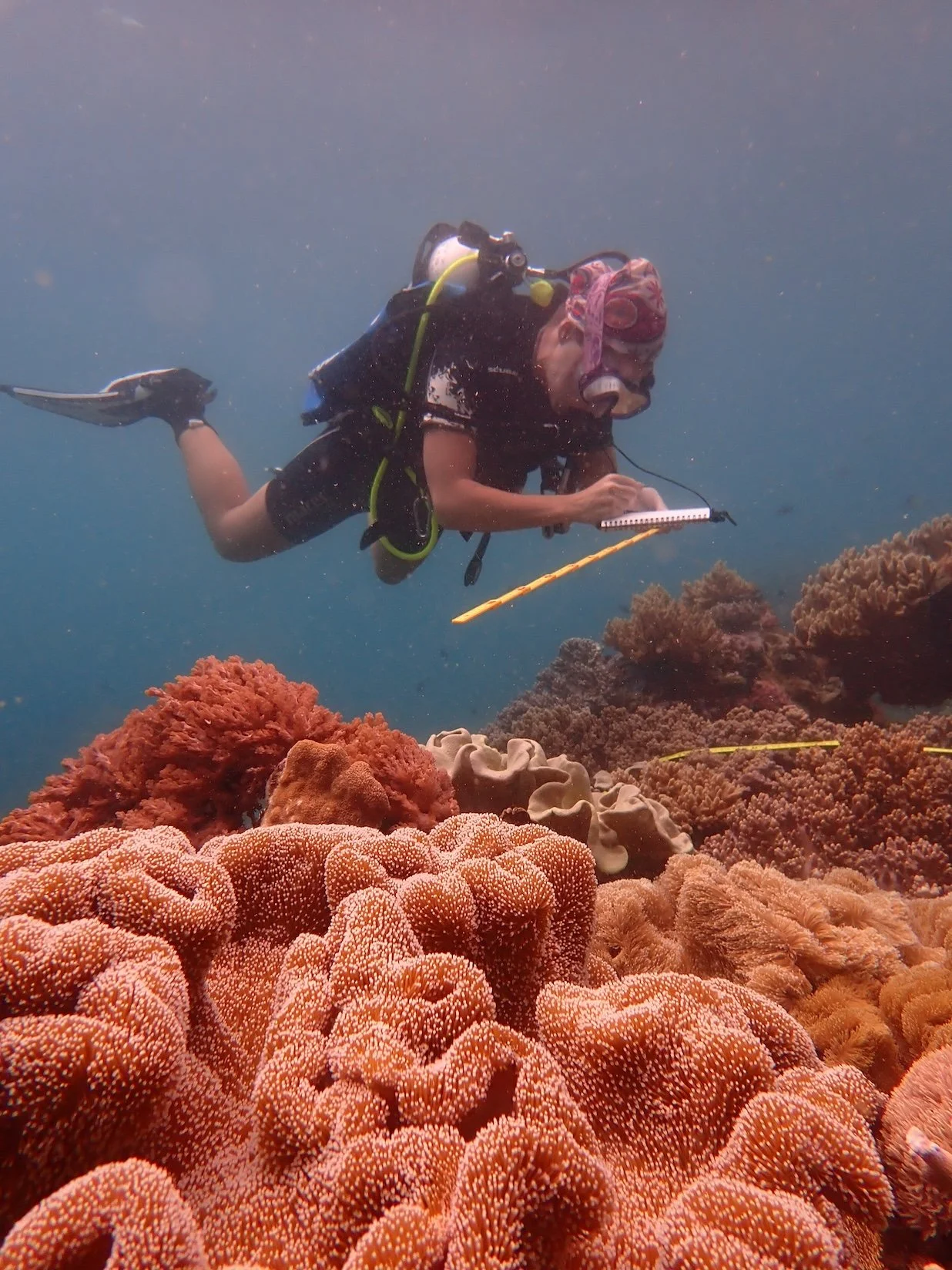 Looking back to look forward Revisiting Bangka’s Reefs