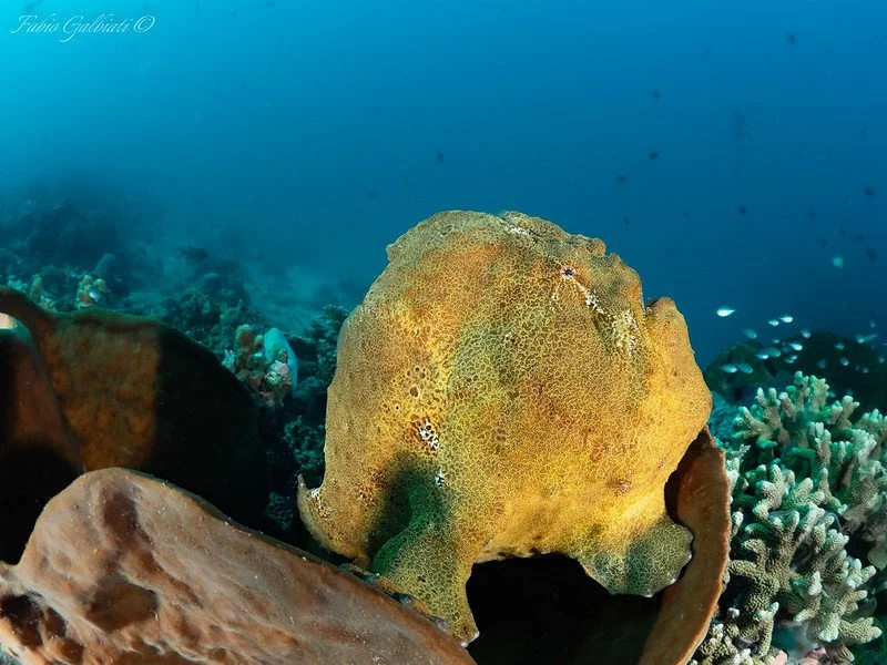 Yellow frog fish profile